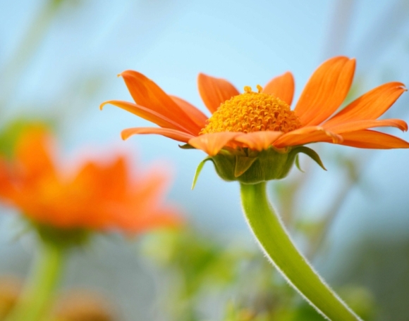 Silvia Pruckner, Craniosacral Wien, Klangschalen Wien, Klangschalen Gruppen Wien